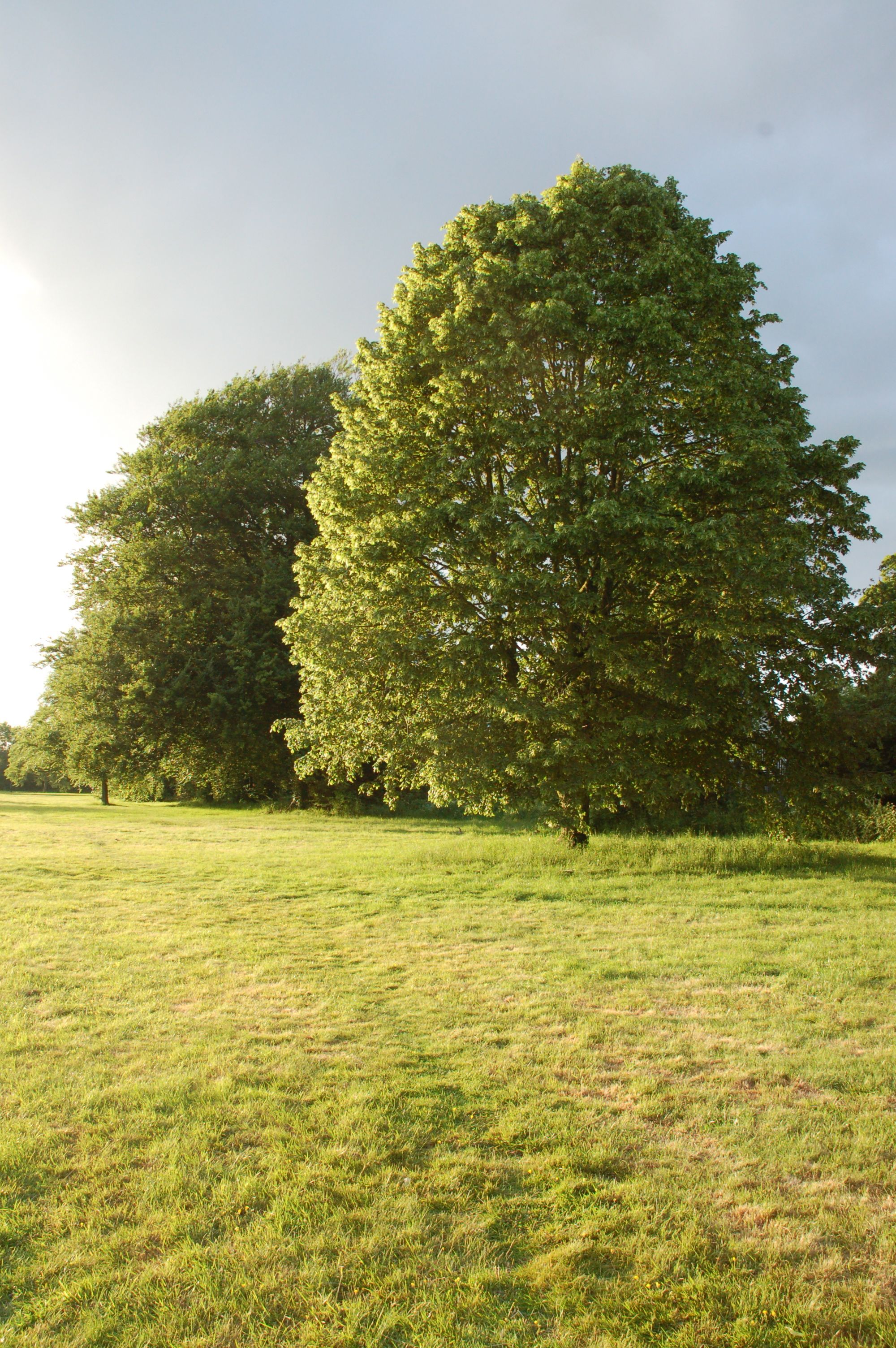 Trees on Lees